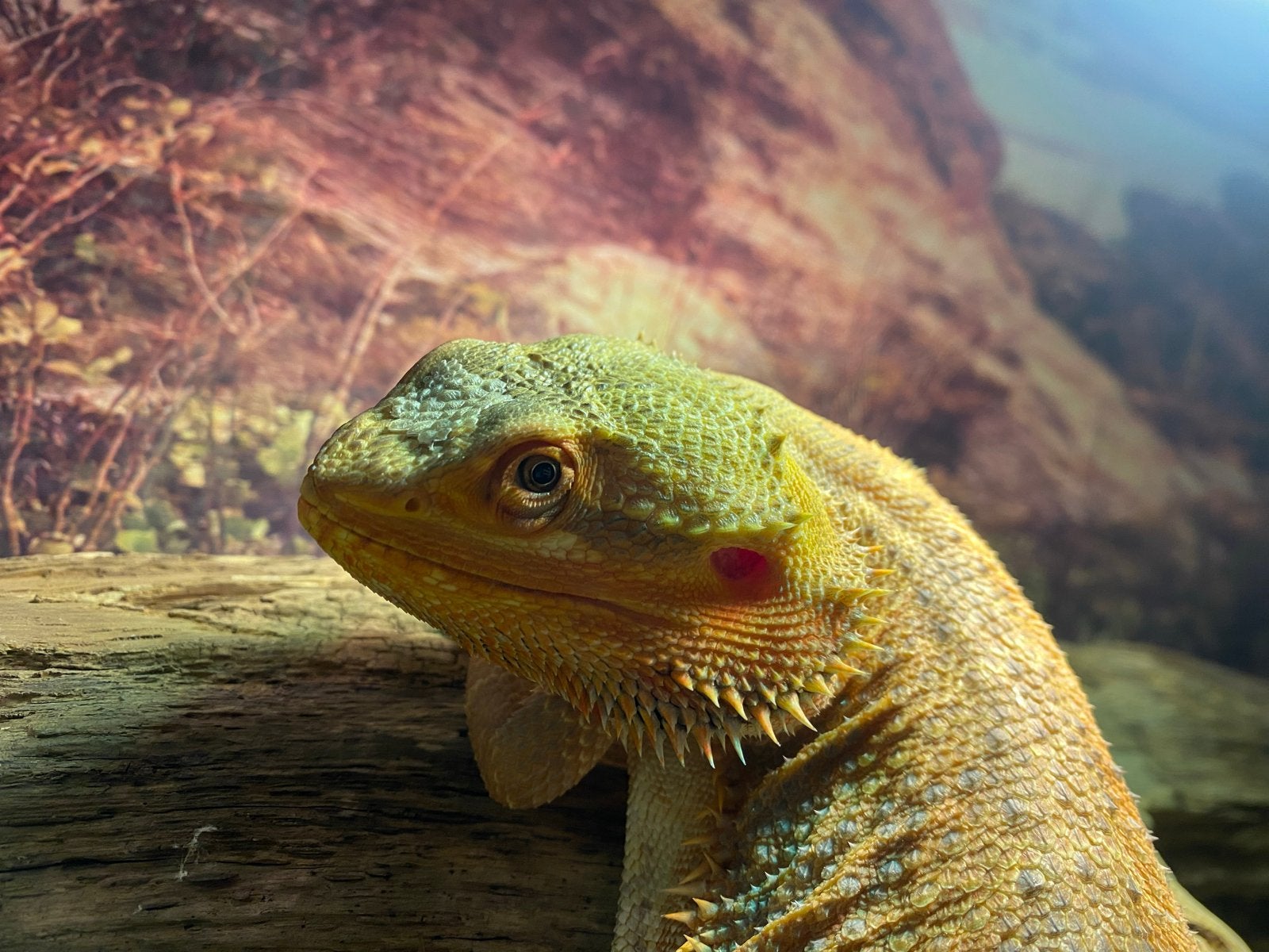 1 jarige baardagaam incl terrarium Bearded Dragon photo 3
