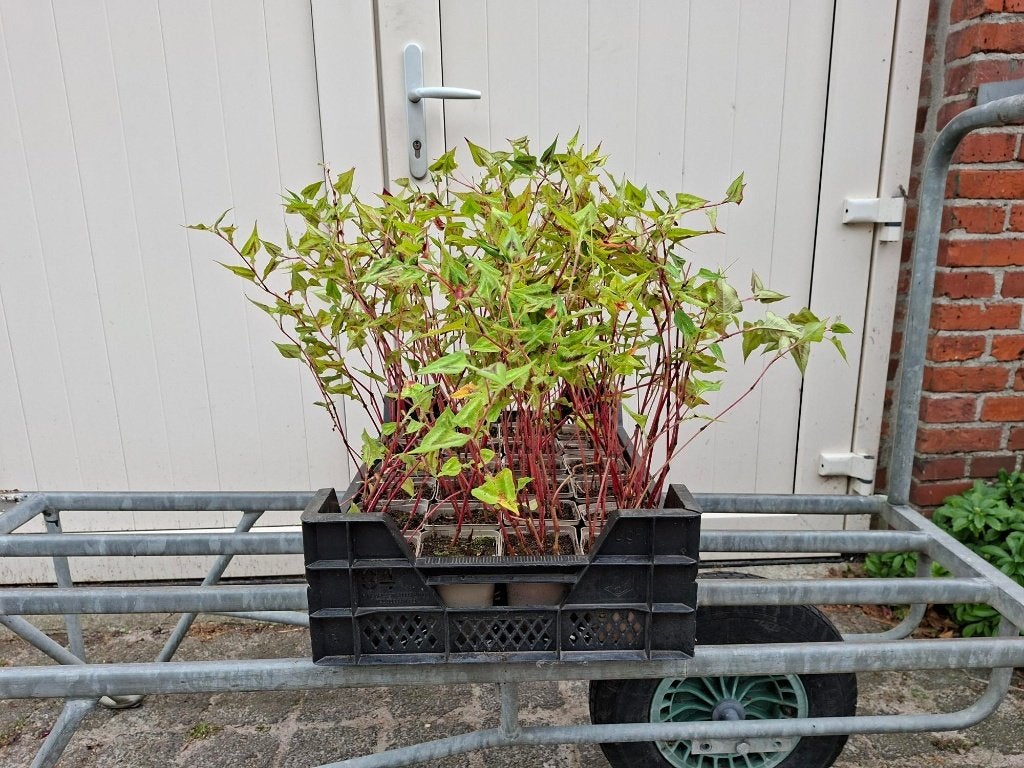 Mooie Persicaria 'Silver Brown' (Duizendknoop) in pot!, Tuin en Terras, Ophalen, Overige soorten, Volle zon