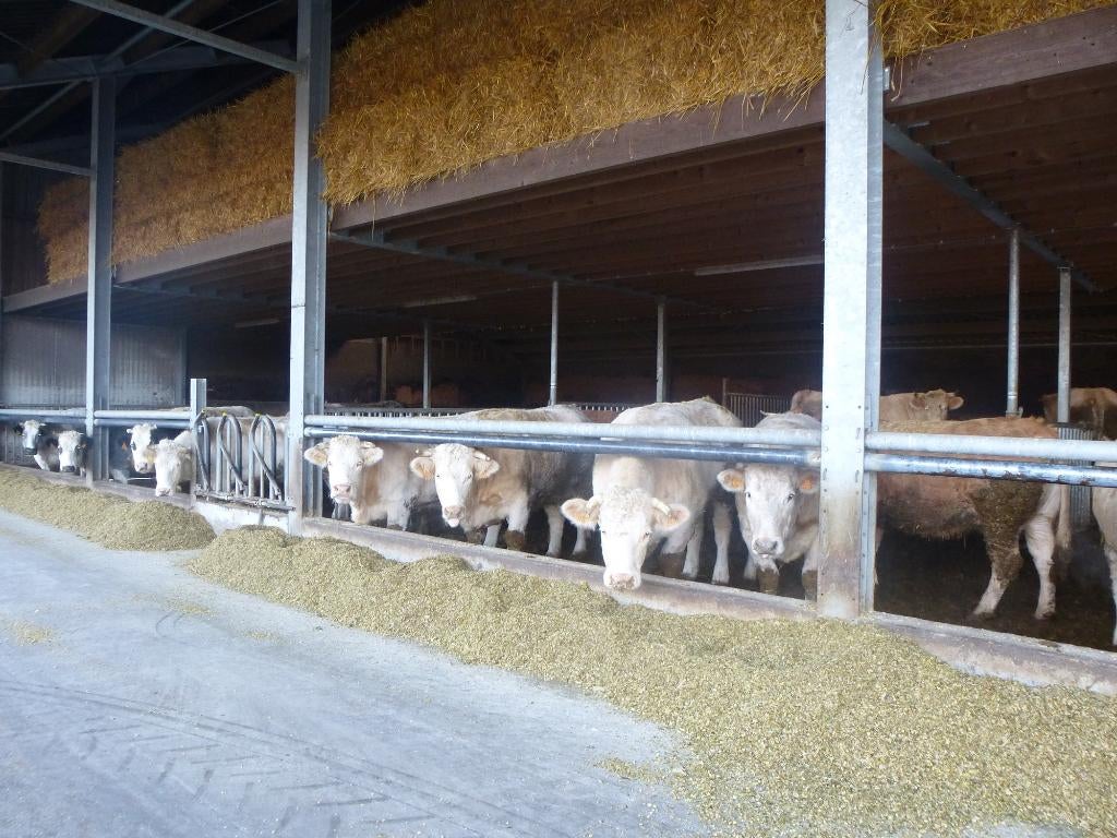 mest voor de moestuin, Tuin en Terras, Aarde en Mest, Ophalen, Mest