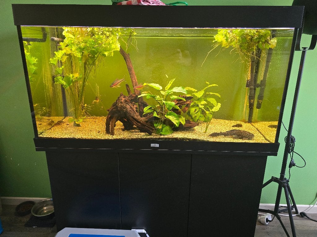 Juwel 350 liter aquarium te koop, Dieren en Toebehoren, Ophalen, Gebruikt, Gevuld zoetwateraquarium, Inclusief vissen