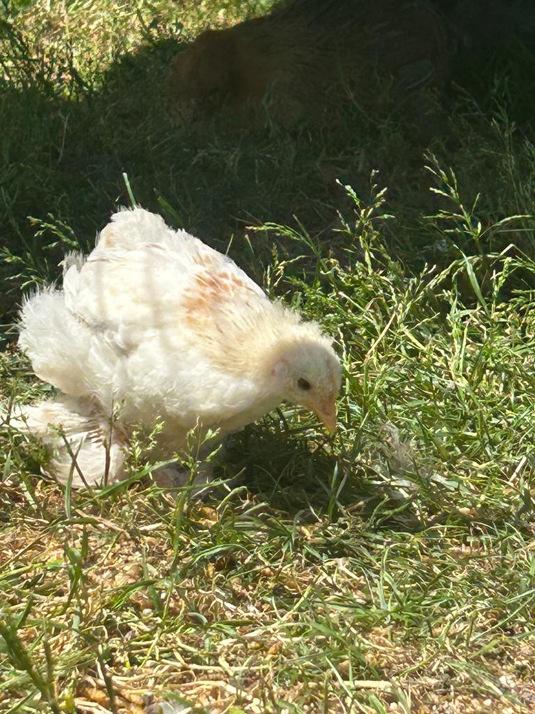 Cochin kriel kip kuikens, Dieren en Toebehoren, Pluimvee, Vrouwelijk, Kip