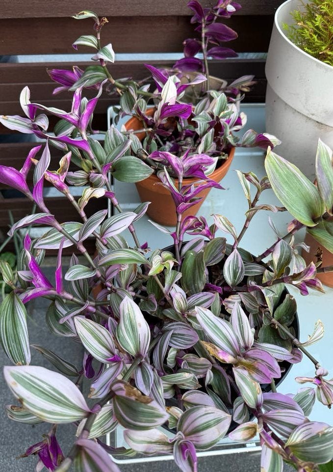 Gezonde Tradescantia Nanouk stekjes, Huis en Inrichting, Ophalen, Overige soorten, Halfschaduw, Minder dan 100 cm