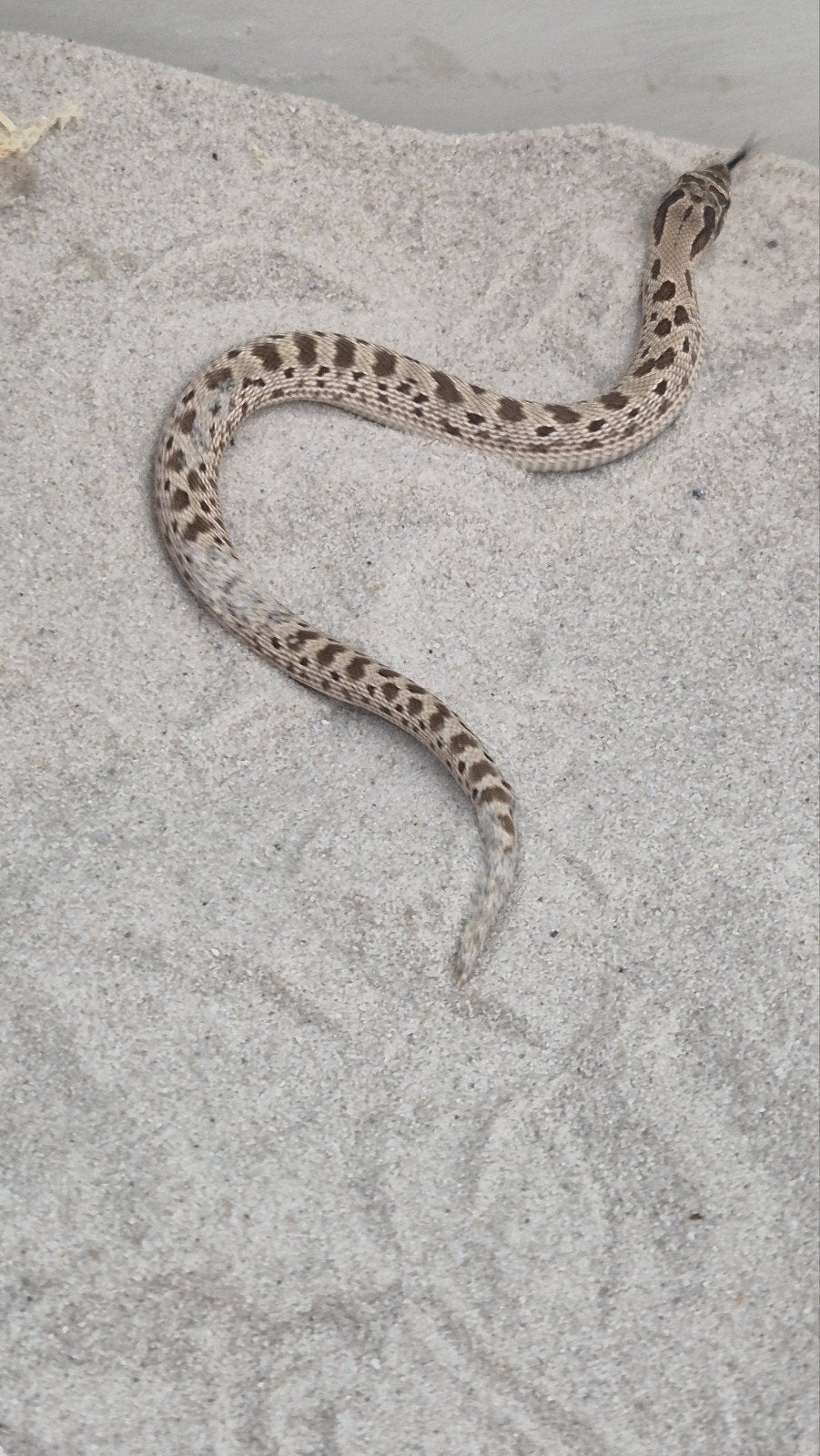 Haakneusslang het toffee Hognose Snake - female for sale from De Jong