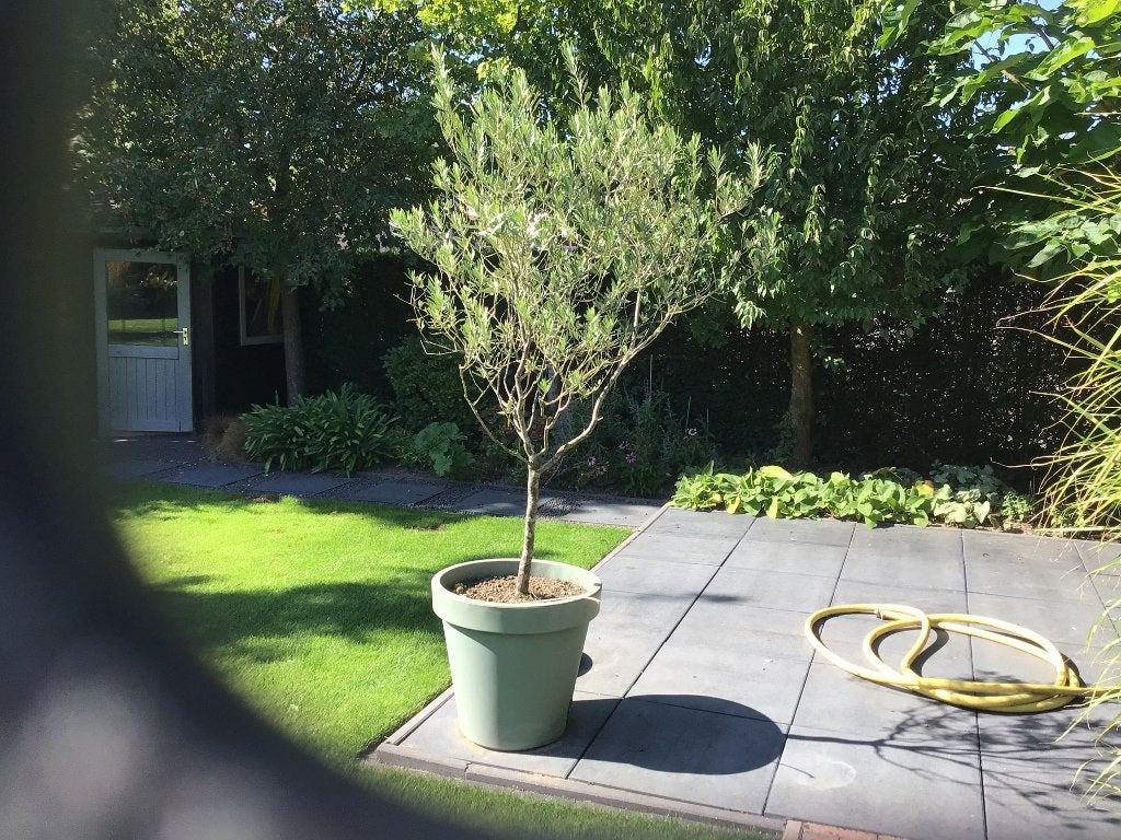Te koop olijfboom, Tuin en Terras, Ophalen of Verzenden, Vaste plant, Overige soorten, Halfschaduw