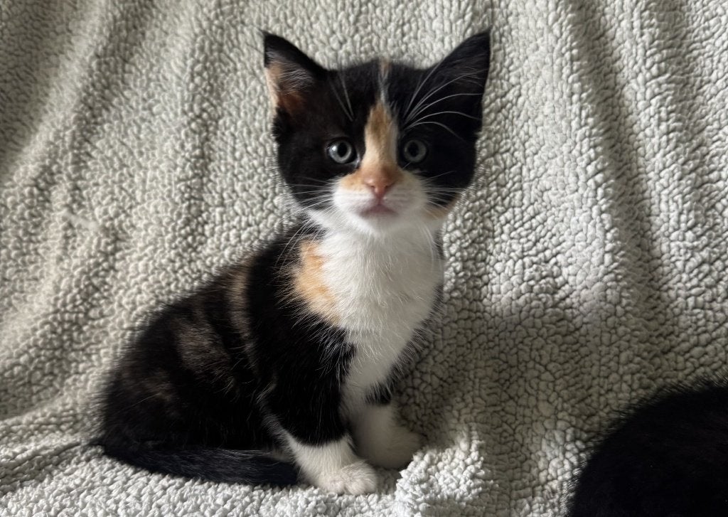 Kittens, Dieren en Toebehoren, Meerdere dieren, Kortharig, 0 tot 2 jaar