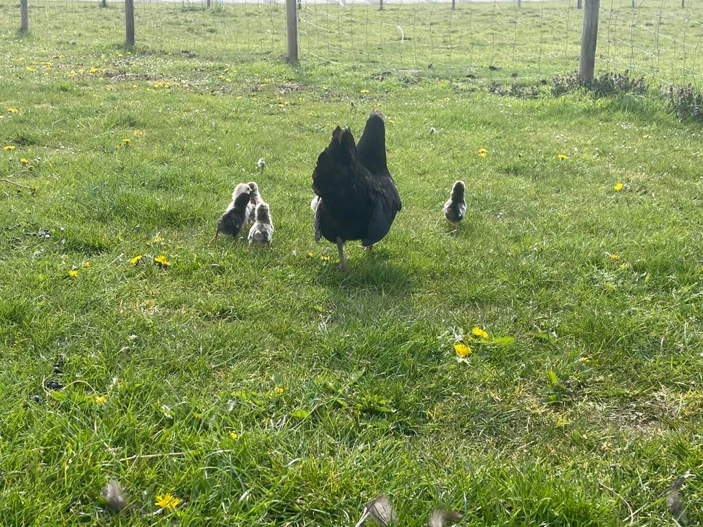 Kriel kip met 6 kuikens, Dieren en Toebehoren, Pluimvee, Meerdere dieren, Kip
