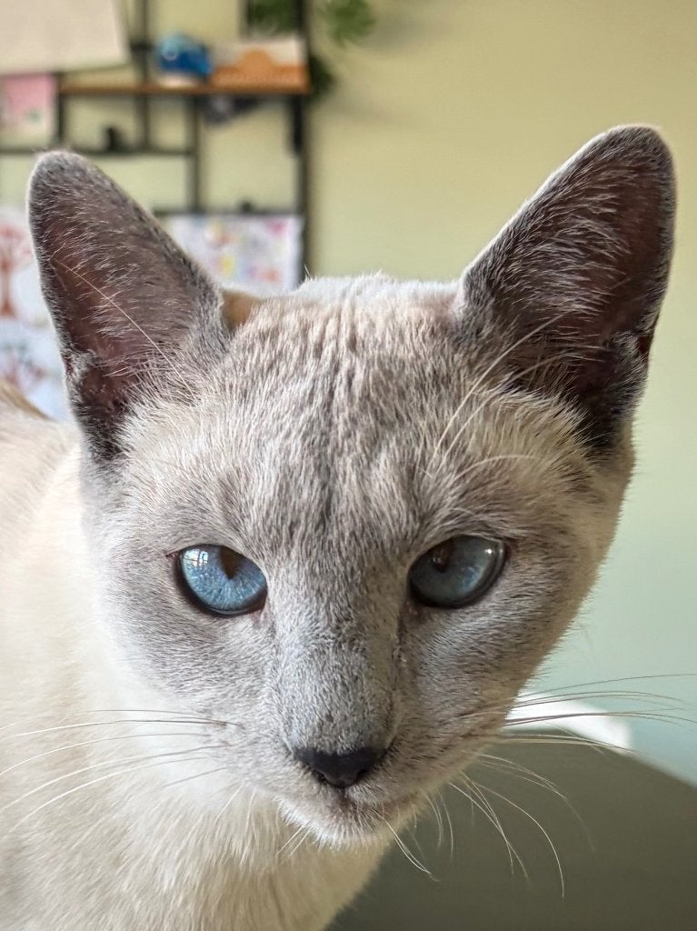 Pika Blu met stamboom (kleurvariant Nebelung Blauwe Rus), Dieren en Toebehoren, Katten en Kittens | Raskatten | Korthaar, Kater