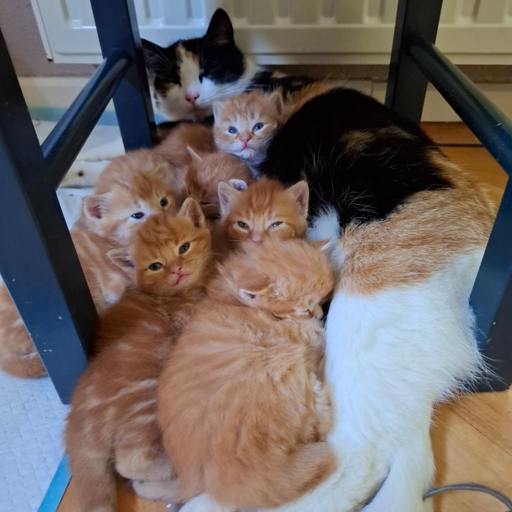Kittens, Meerdere dieren