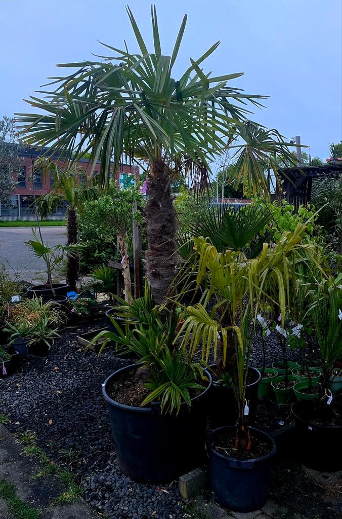 Stekjes, Planten & Pure Honing  verkoop kraam Drachten, Ophalen of Verzenden, Overige soorten, Volle zon