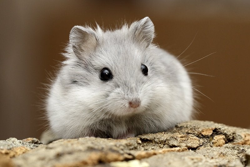 Gezocht: jonge dwerghamster, Dieren en Toebehoren, September, Meerdere dieren, Hamster