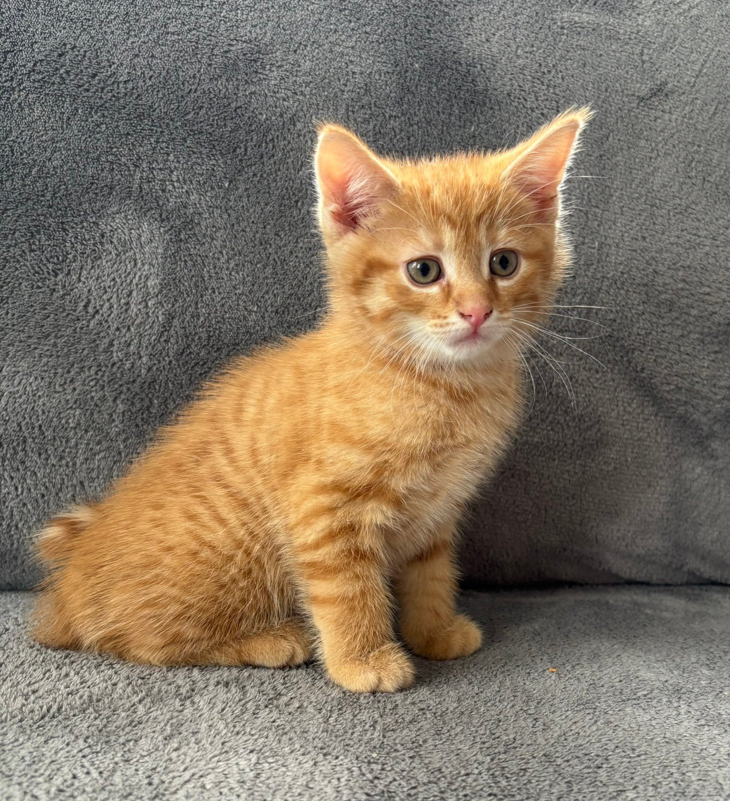 3 hele mooie en lieve kittens te koop - mannetjes/vrouwtje, Dieren en Toebehoren, Katten en Kittens | Overige Katten, Meerdere dieren