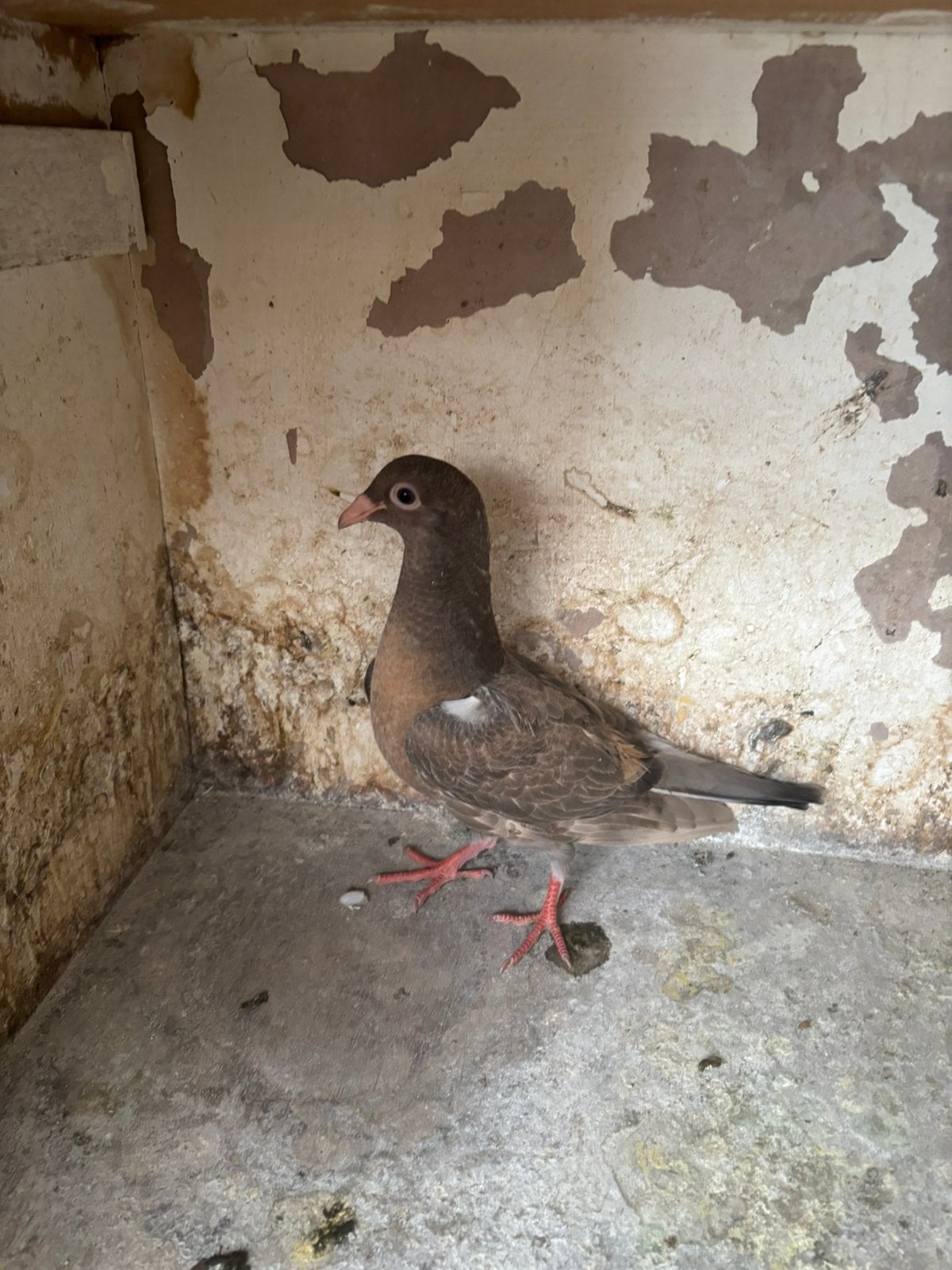 Jonge duif, Dieren en Toebehoren, Overige soorten