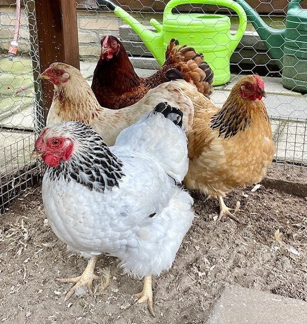 Wyandotte krielhennen, Dieren en Toebehoren, Pluimvee, Vrouwelijk, Kip
