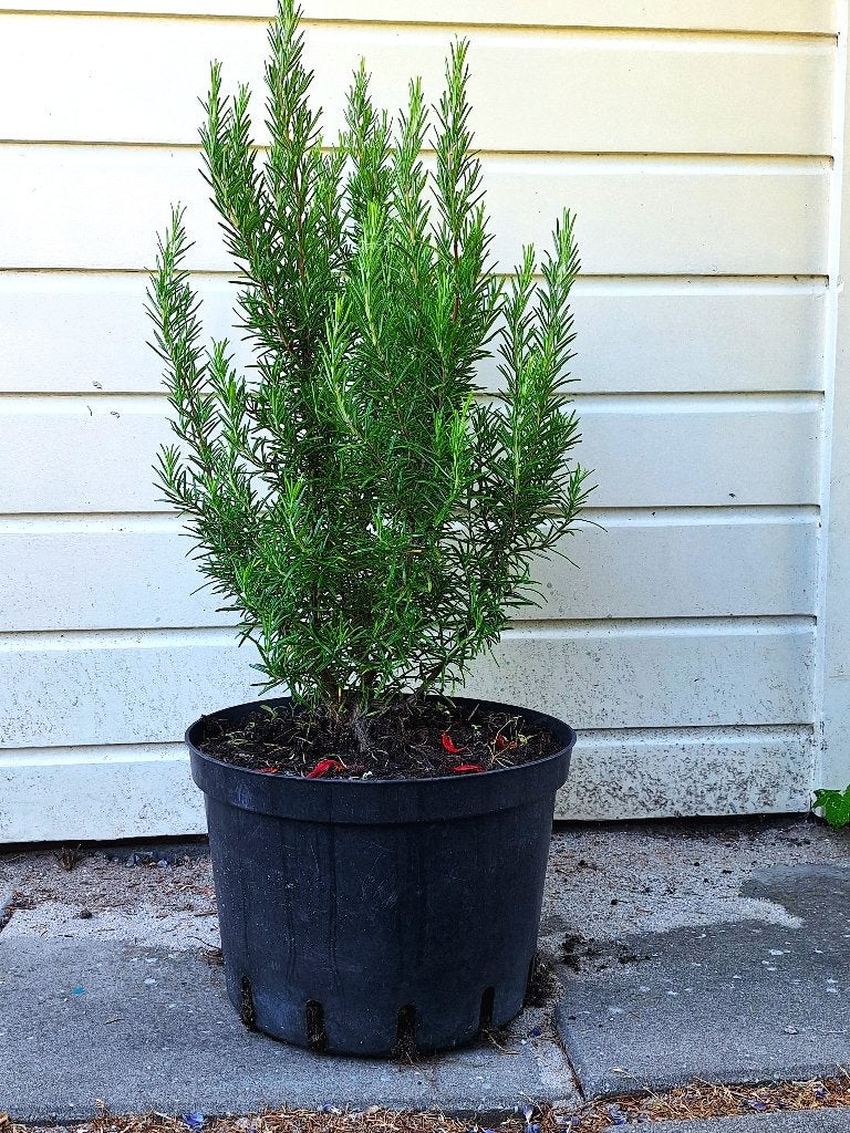 Biologische rozemarijn plant met pot, 90 cm hoog, Tuin en Terras, Planten | Tuinplanten, Ophalen, Volle zon, Vaste plant, Kruiden