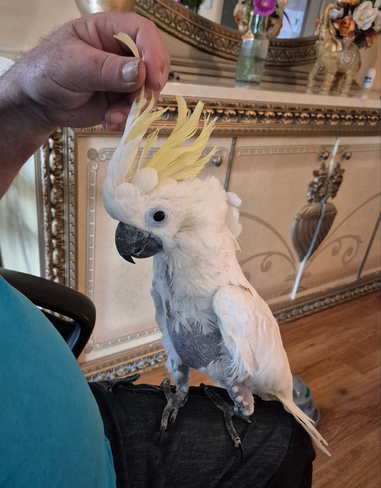 te koop Triton kaketoe, Vrouwelijk, Papegaai