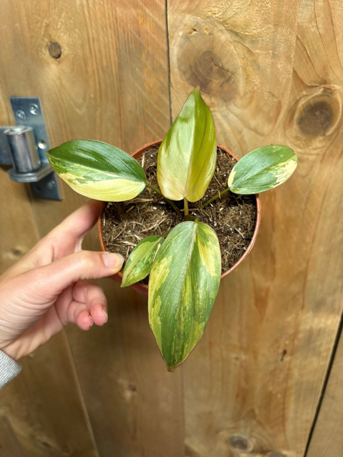 Philodendron variegata plant summer glory tricolor mint albo, Huis en Inrichting, Kamerplanten, Ophalen of Verzenden, Halfschaduw