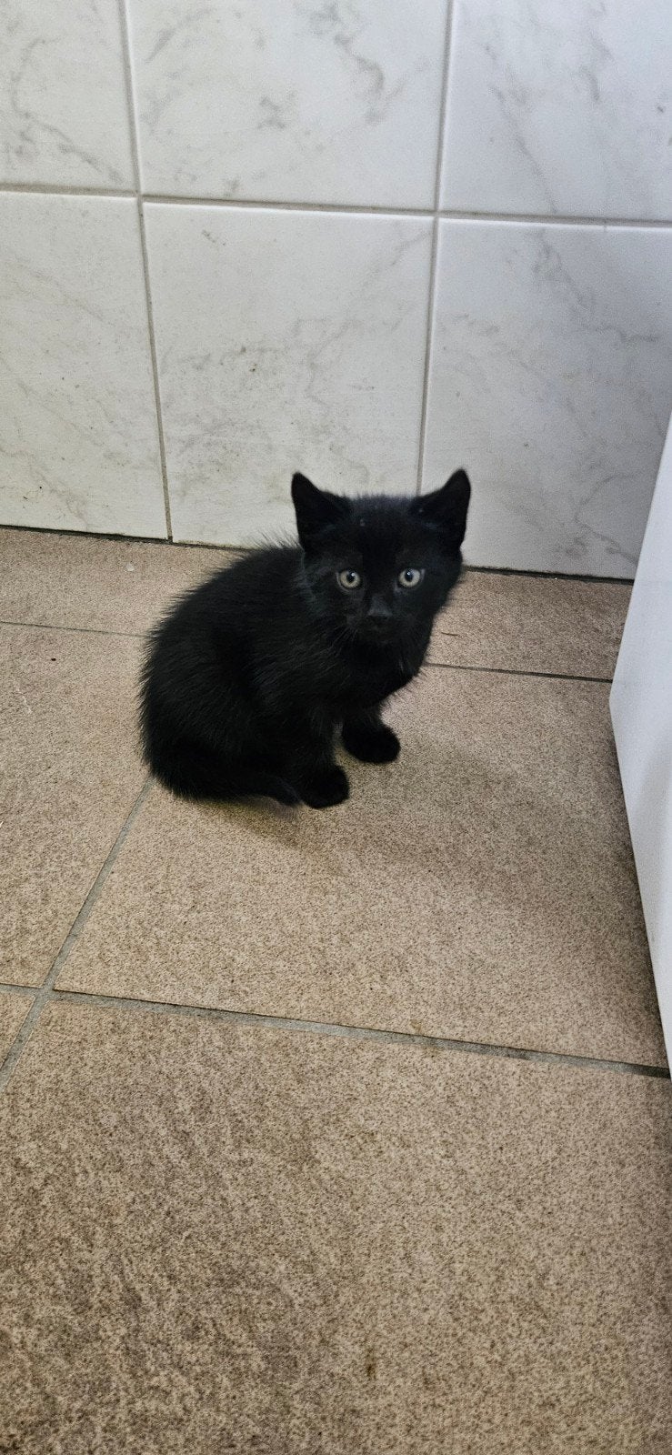 boerderij kittens, Meerdere dieren, Kortharig, 0 tot 2 jaar