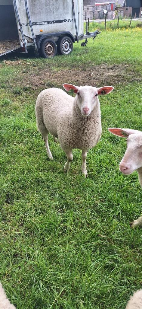 melkschapen, ooilammeren te koop, Dieren en Toebehoren, Schapen, Geiten en Varkens, Schaap, Vrouwelijk, 0 tot 2 jaar