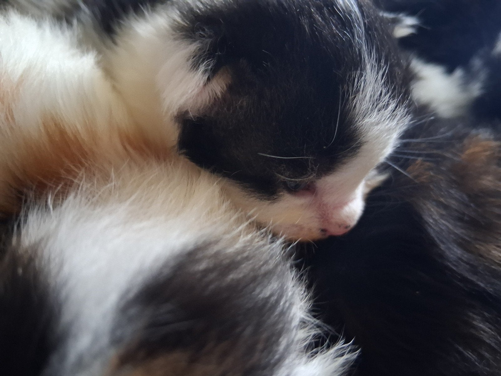 Bont nestje maine coon kittens., Meerdere dieren, Langharig, 0 tot 2 jaar