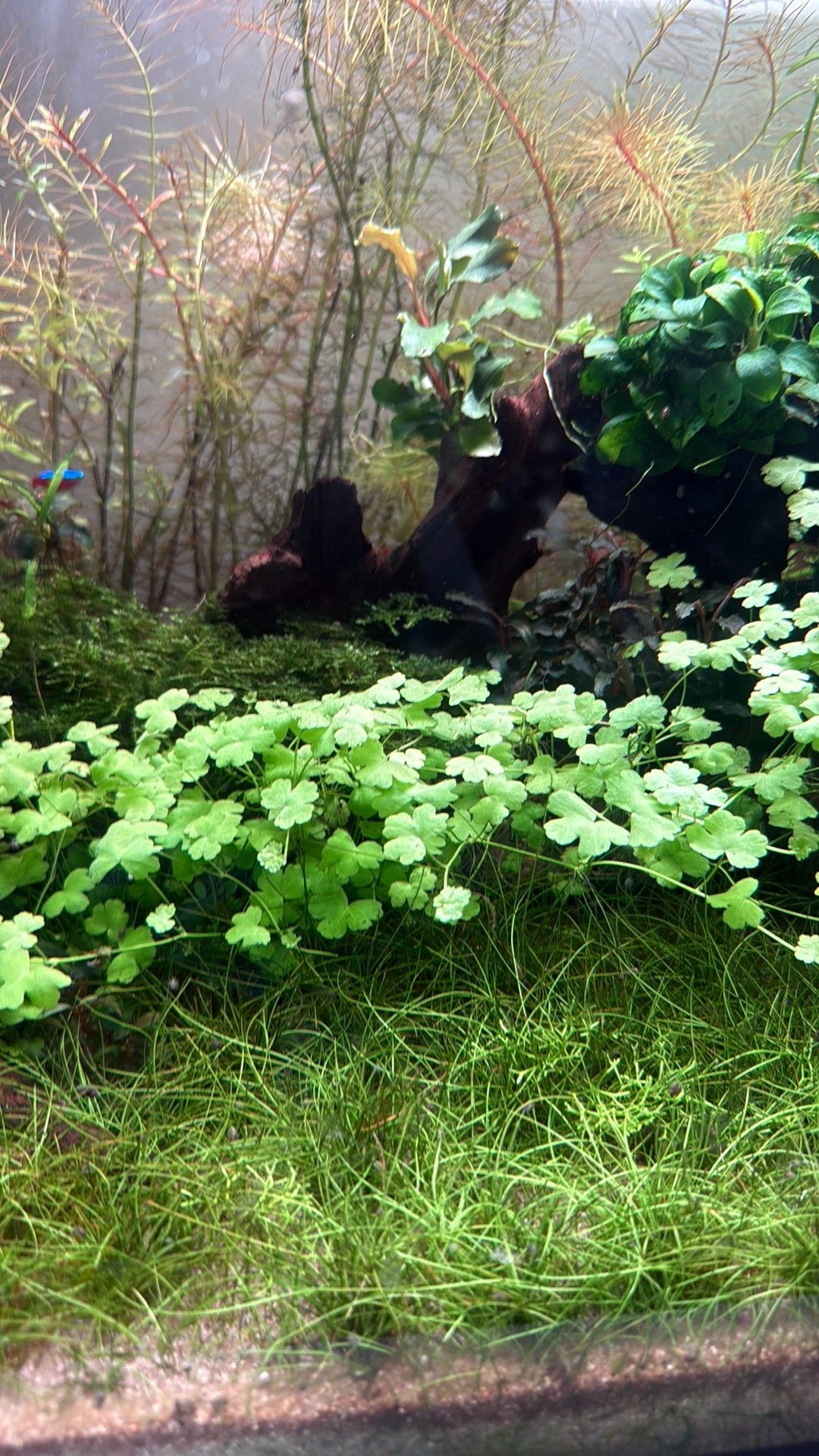 Hydrocotyle tripartita ‘Japan’, Ophalen, Inclusief planten, Nieuw, Decoratie