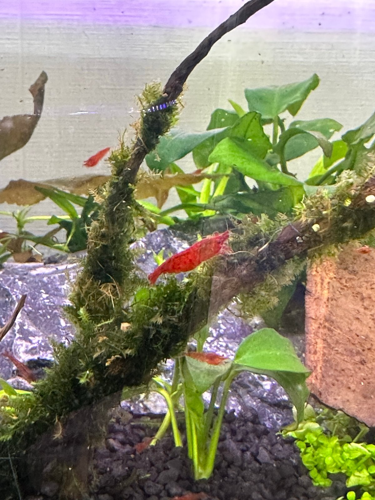 Bloody Mary Garnalen, Dieren en Toebehoren, Vissen | Aquariumvissen, Kreeft, Krab of Garnaal