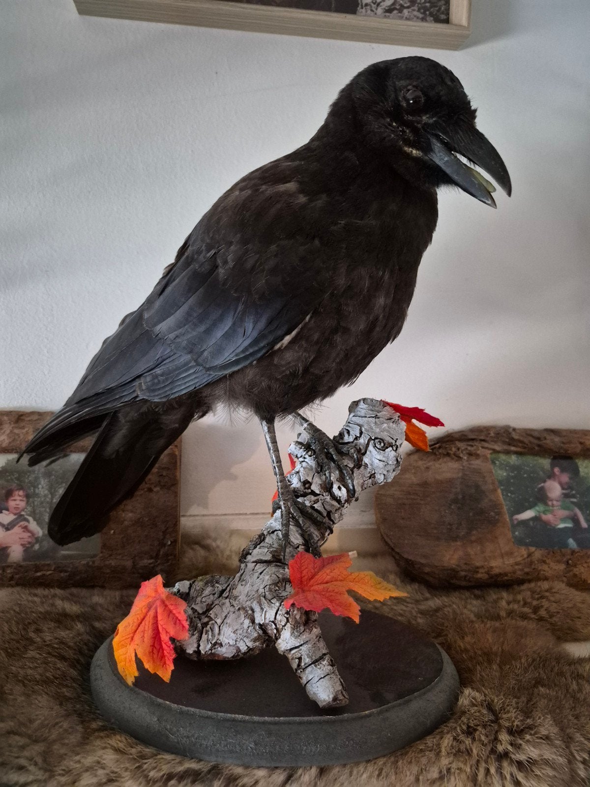 3 eyed "raven" taxidermie.. opgezette kraai., Ophalen of Verzenden, Nieuw, Vogel, Opgezet dier