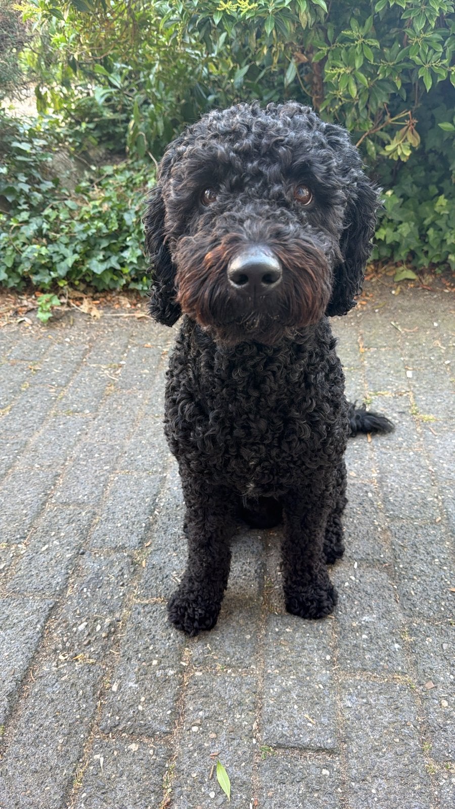Labradoodle pups, 8 tot 15 weken, Geslacht onbekend, Meerdere, Middel