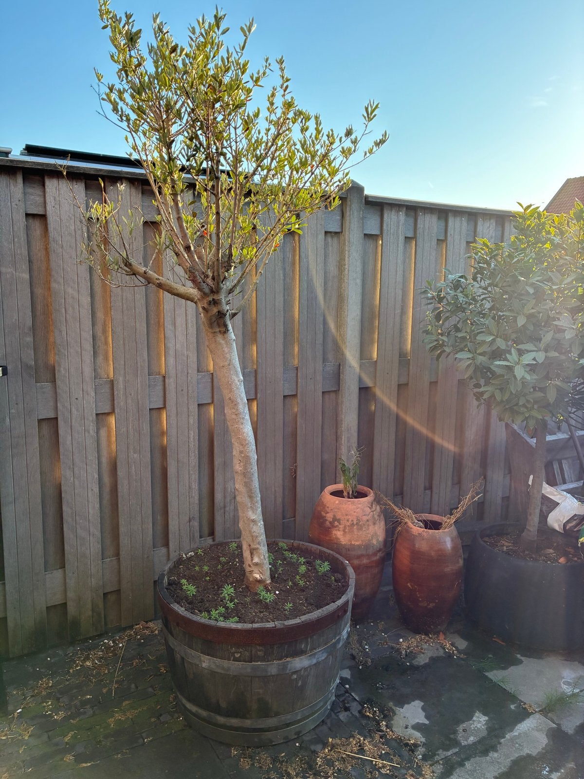 Olijfboom in Pot, Lente, 100 tot 250 cm, Olijfboom, Ophalen