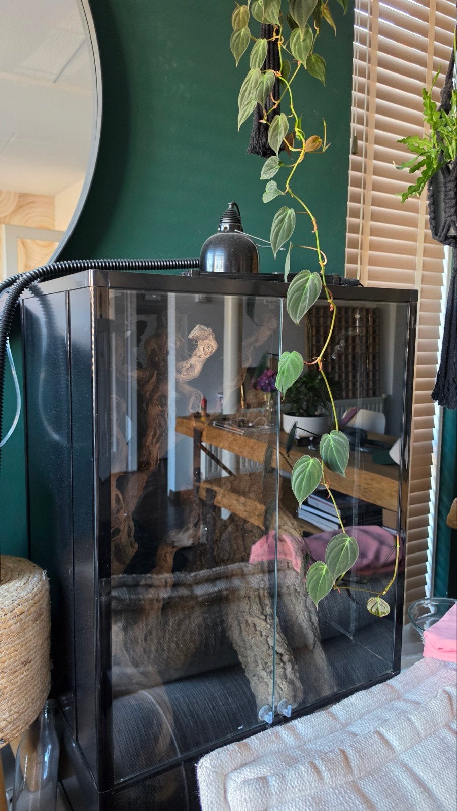 Diverse habistat terrariums en Arcadia led bars, Ophalen of Verzenden