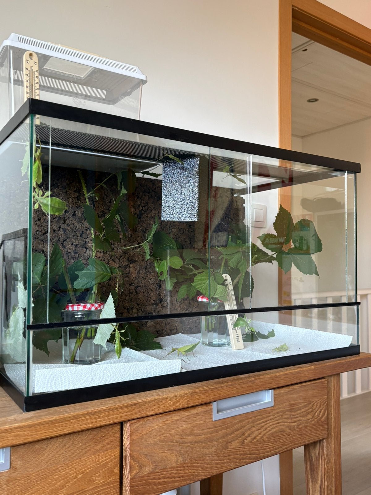 phyllium bourquei itogon wandelend blad., Dieren en Toebehoren, Ophalen of Verzenden, Zo goed als nieuw