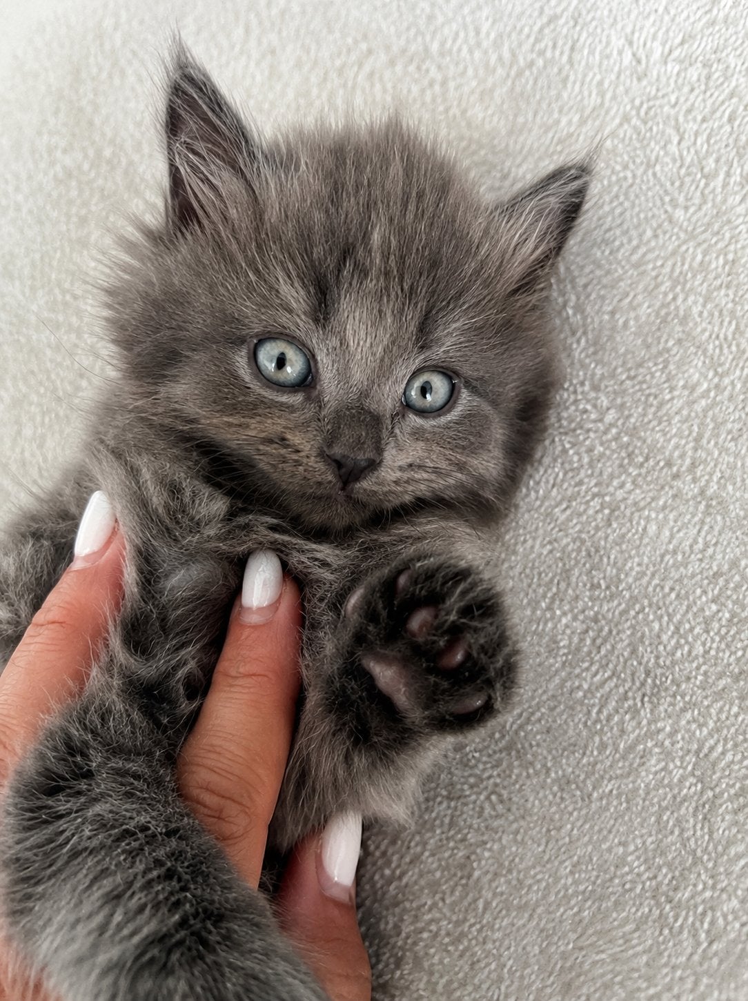 Mainecoon x Ragdoll kittens gevaccineerd & gechipt, Meerdere dieren, Gechipt, 0 tot 2 jaar