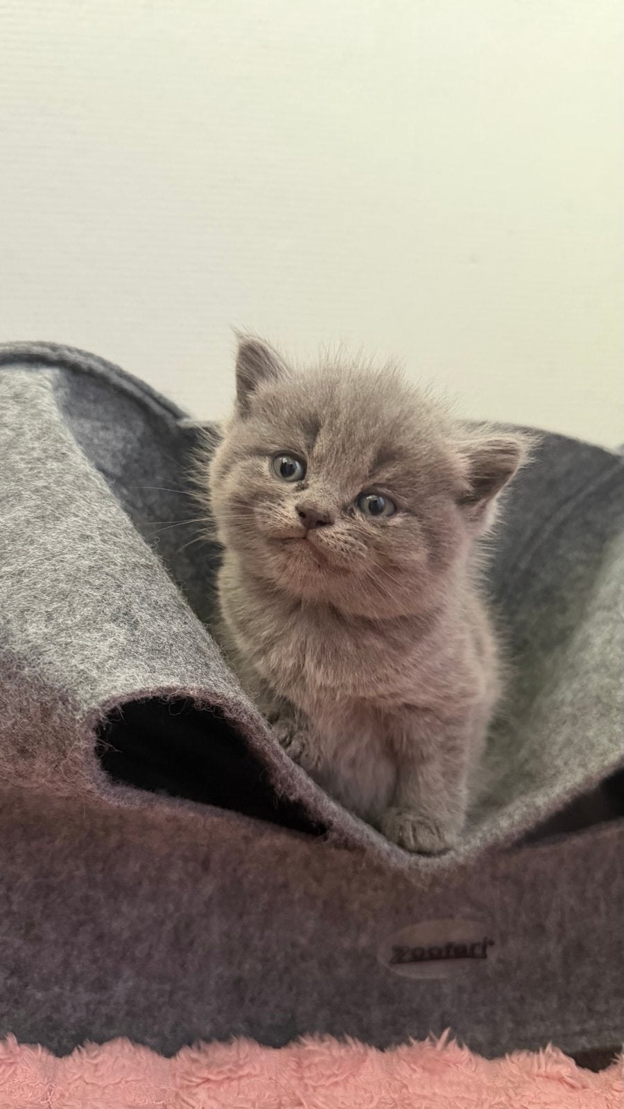 Britse kort haar verkoop, Poes