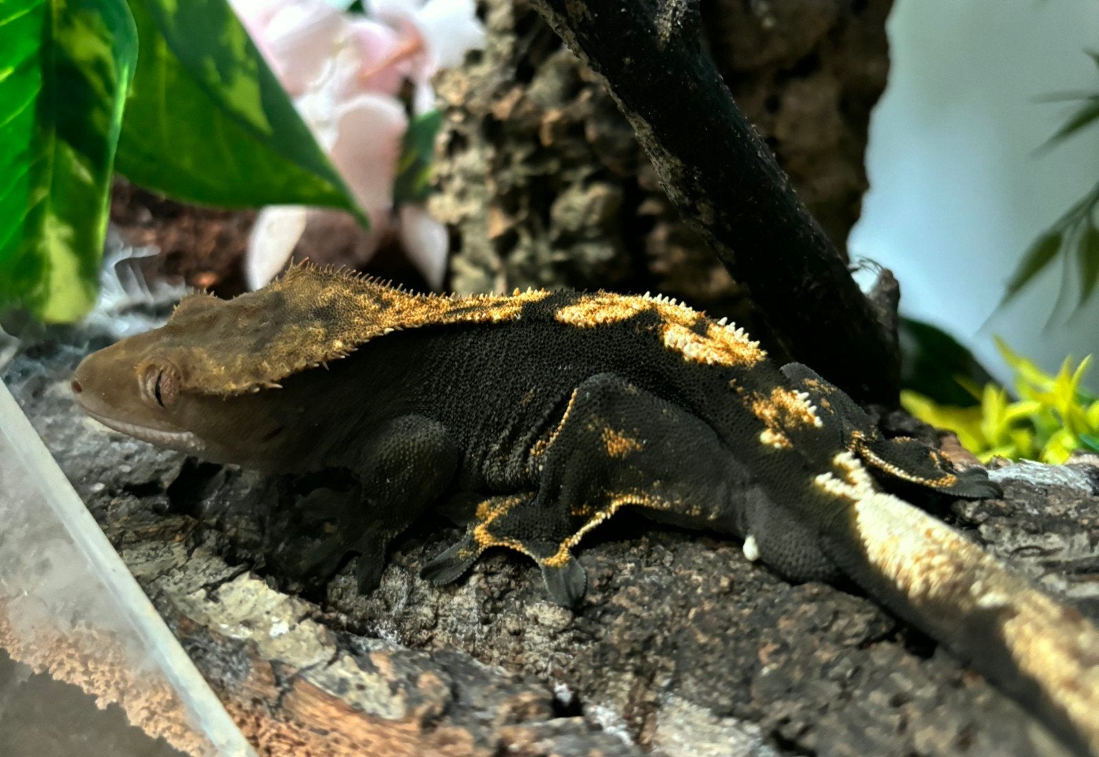 1.0 RTB 100% het axanthic wimpergekko man, Hagedis, 0 tot 2 jaar