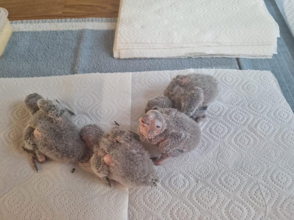Pyrrhura, Dieren en Toebehoren, Geslacht onbekend, Tam