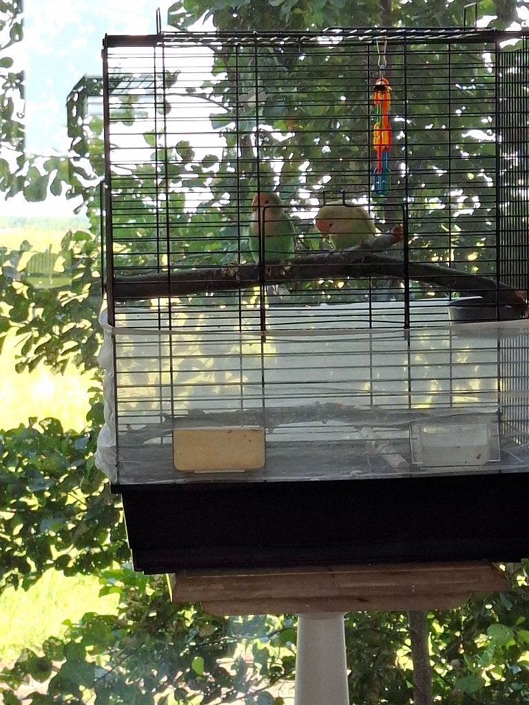 Vogels, Dieren en Toebehoren, Vogels | Parkieten en Papegaaien, Meerdere dieren, Dwergpapegaai of Agapornis, Tam