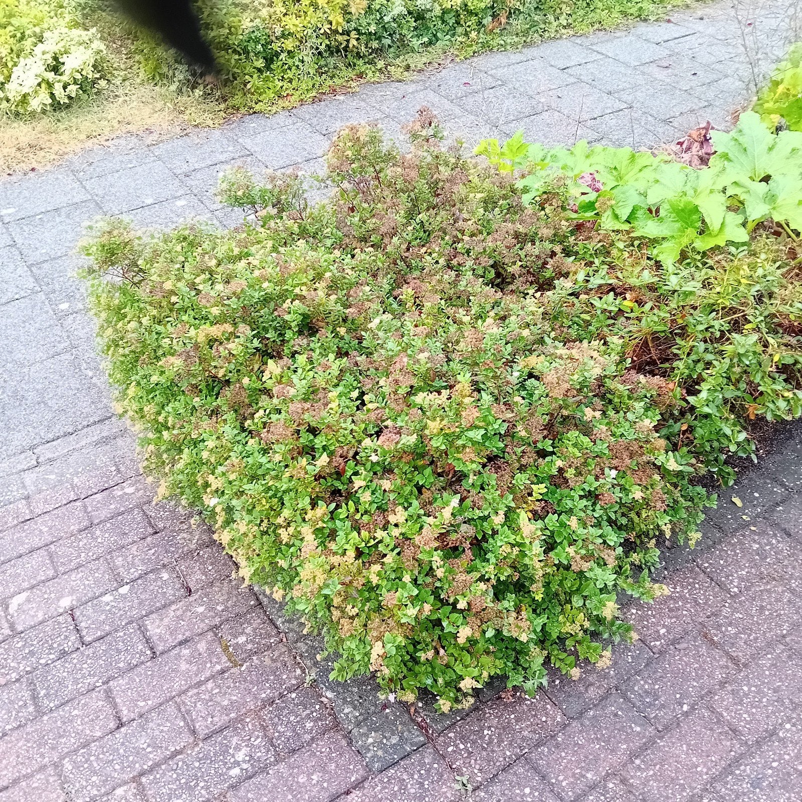 Groene struik met kleine bloemen, Overige soorten, Volle zon, Vaste plant, Ophalen of Verzenden