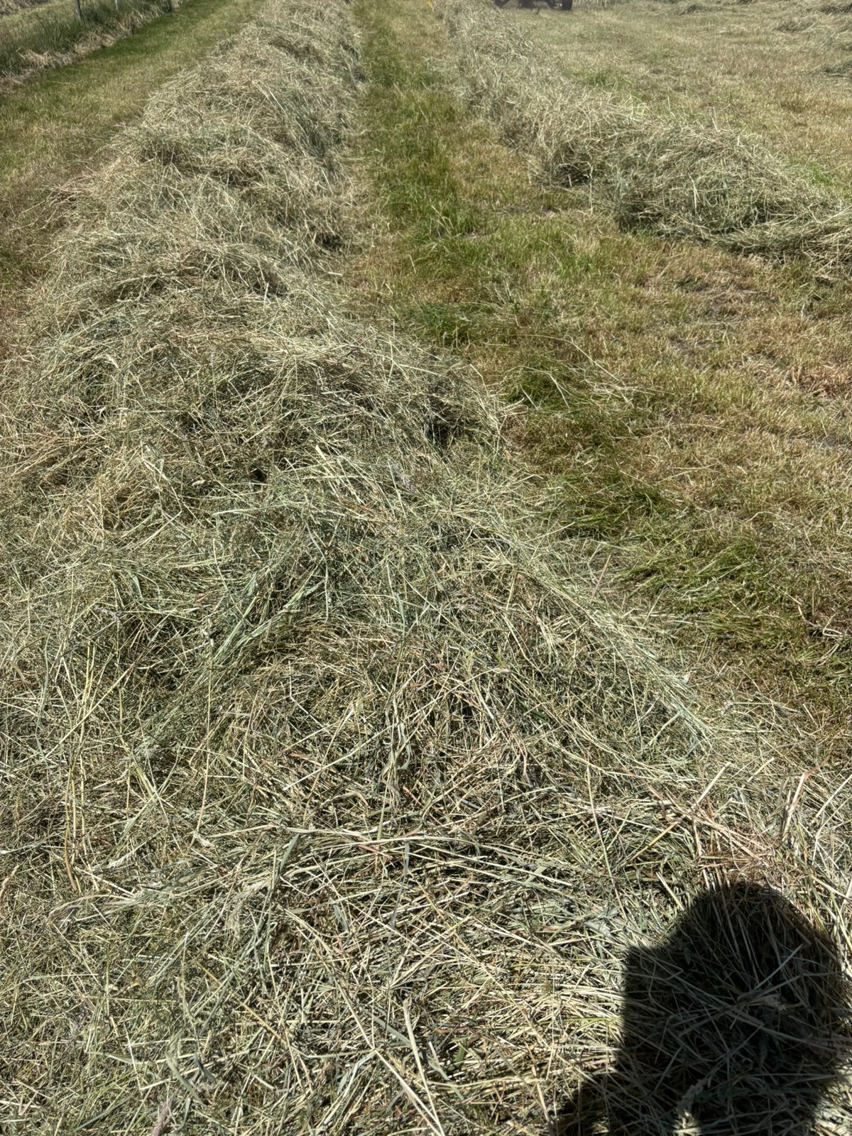 Hooi hooibalen kleine pakjes hooi midibalen hooi hooibalen, Dieren en Toebehoren, Ophalen, Overige soorten