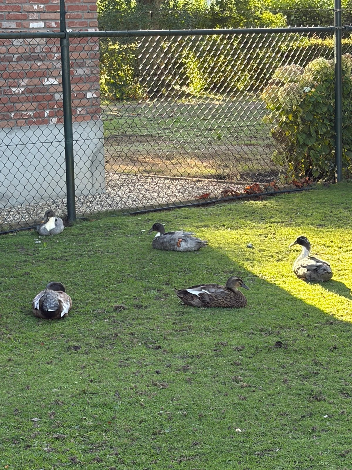 Loopeenden gratis, Dieren en Toebehoren, Meerdere dieren, Kleurkanarie