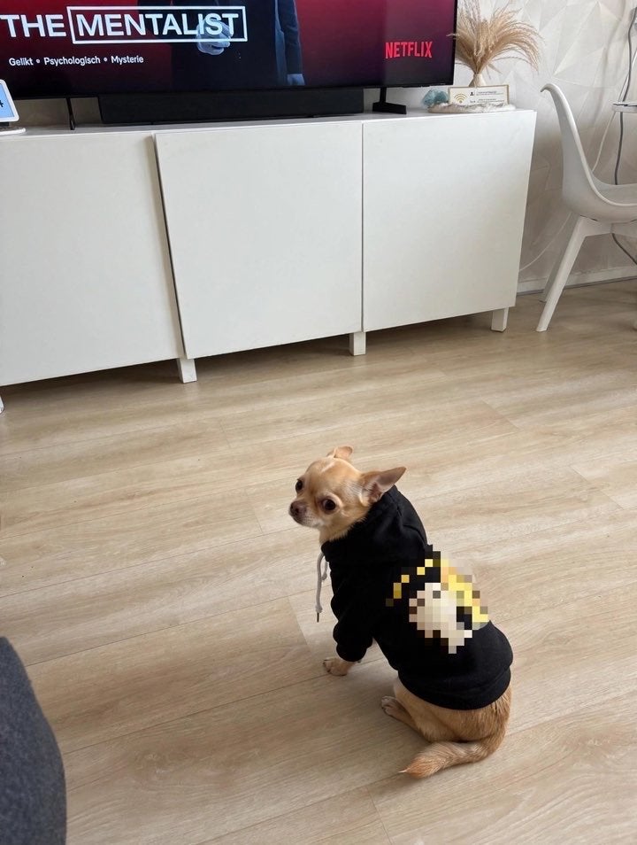 Lion King hoodie voor chihuahua, Ophalen, Gebruikt, Hondentrui, Met capuchon