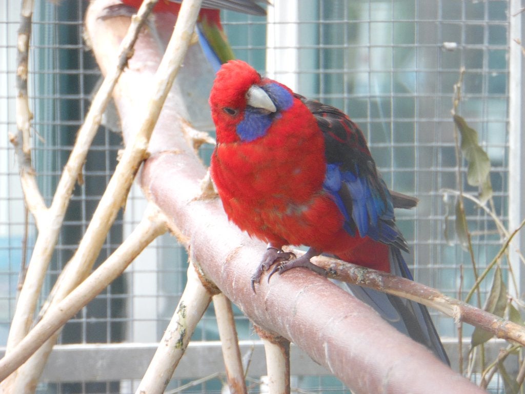 Pennantrosella | Passend advies | Gezonde vogels, Dieren en Toebehoren, Meerdere dieren, Parkiet