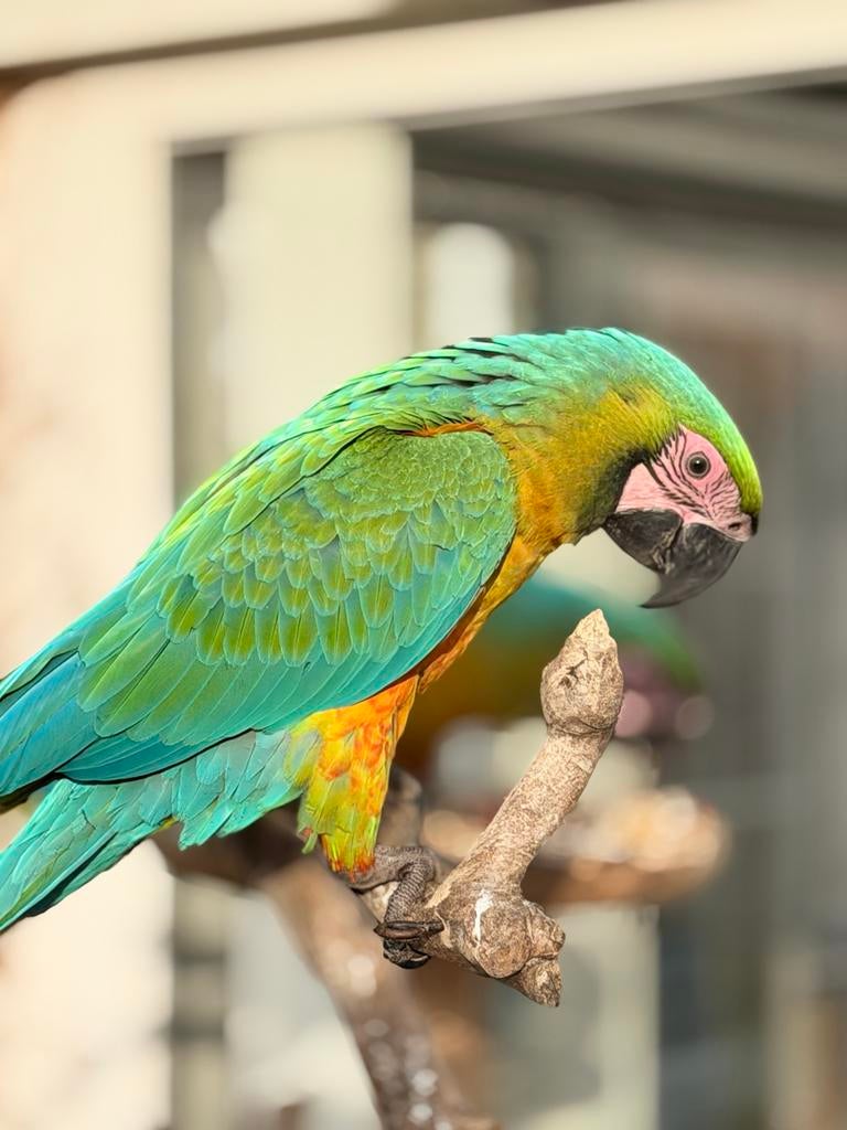 Freeflight Jonge Miligold Ara’s geboren december 25, Dieren en Toebehoren, Vogels | Parkieten en Papegaaien, Mannelijk, Papegaai