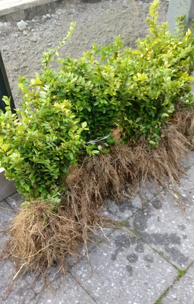 Lonicera planten, Ophalen of Verzenden, Overige soorten, Volle zon