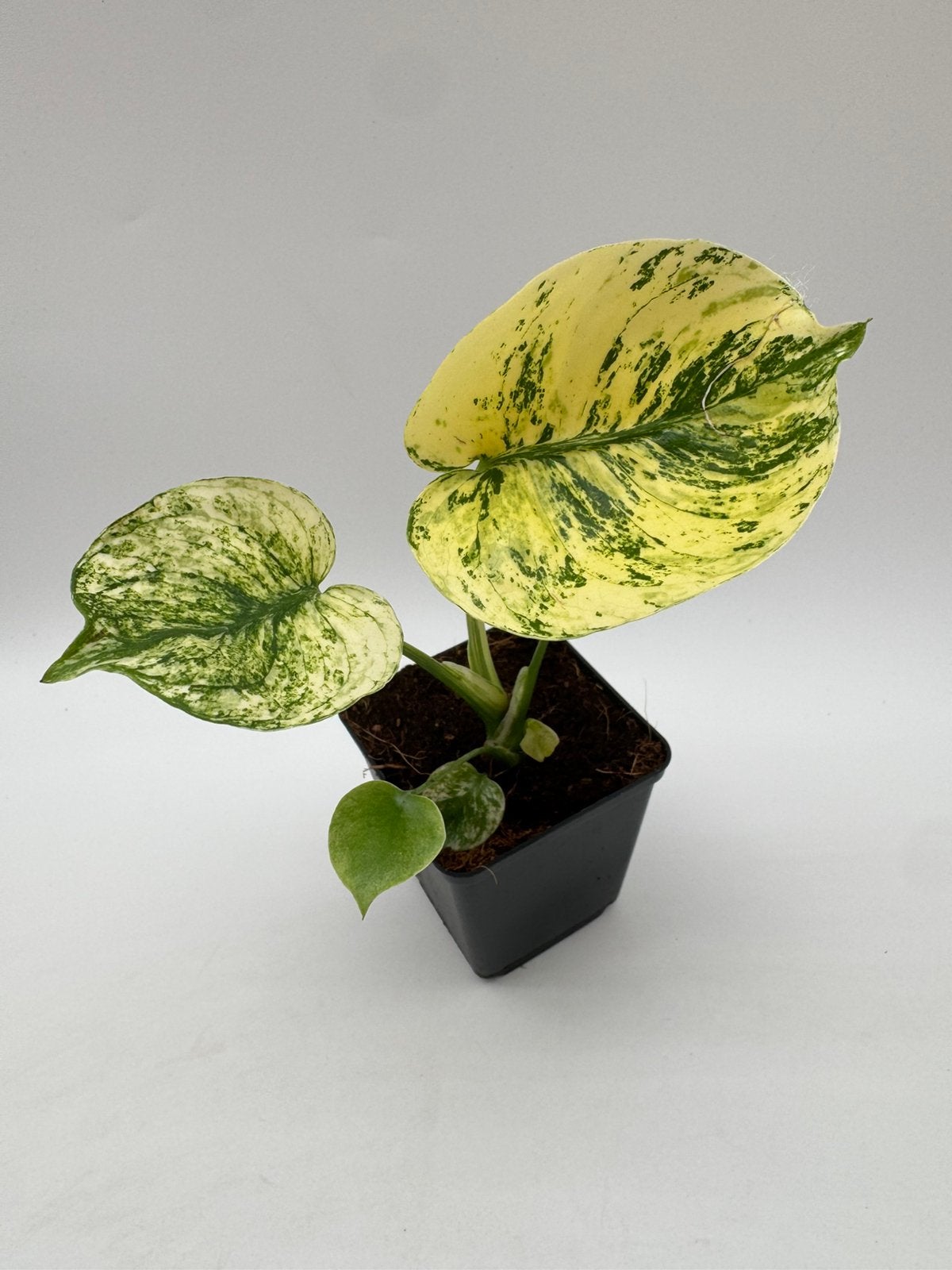Monstera Siam Mint Variegata, Ophalen of Verzenden, Halfschaduw, Minder dan 100 cm