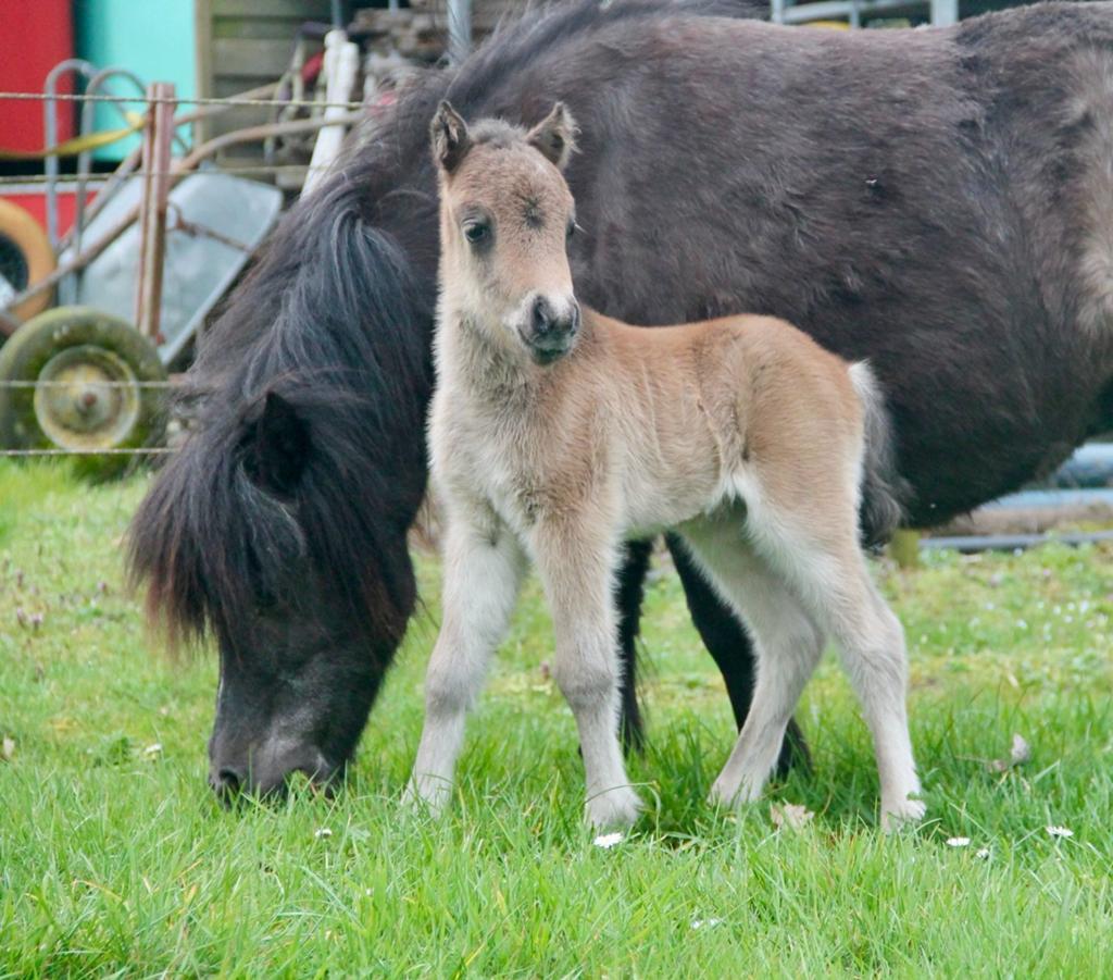 Browney ons charmante hengstveulen met karakter, Dieren en Toebehoren, Pony's, Hengst, Niet van toepassing, Met stamboom, 0 tot 2 jaar