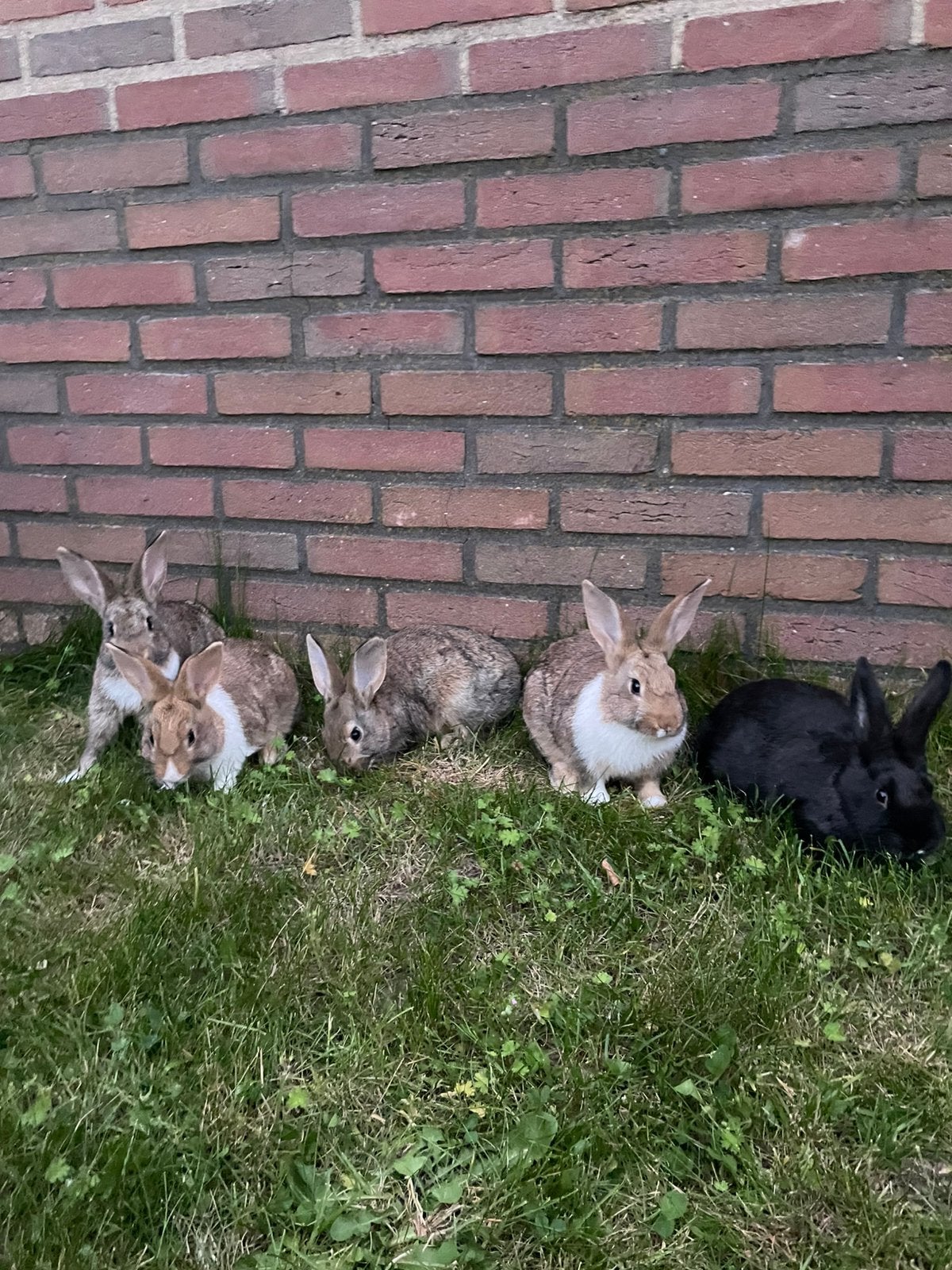 Konijnen te koop!, Meerdere dieren, Overige soorten