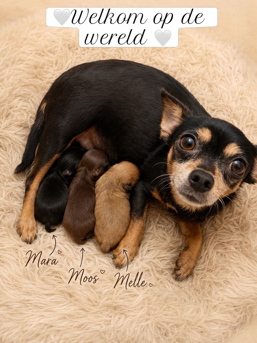 Nestaankondiging Pomchi’s (pomeranian x chihuahua), Parvo, Overige rassen, 8 tot 15 weken, Meerdere