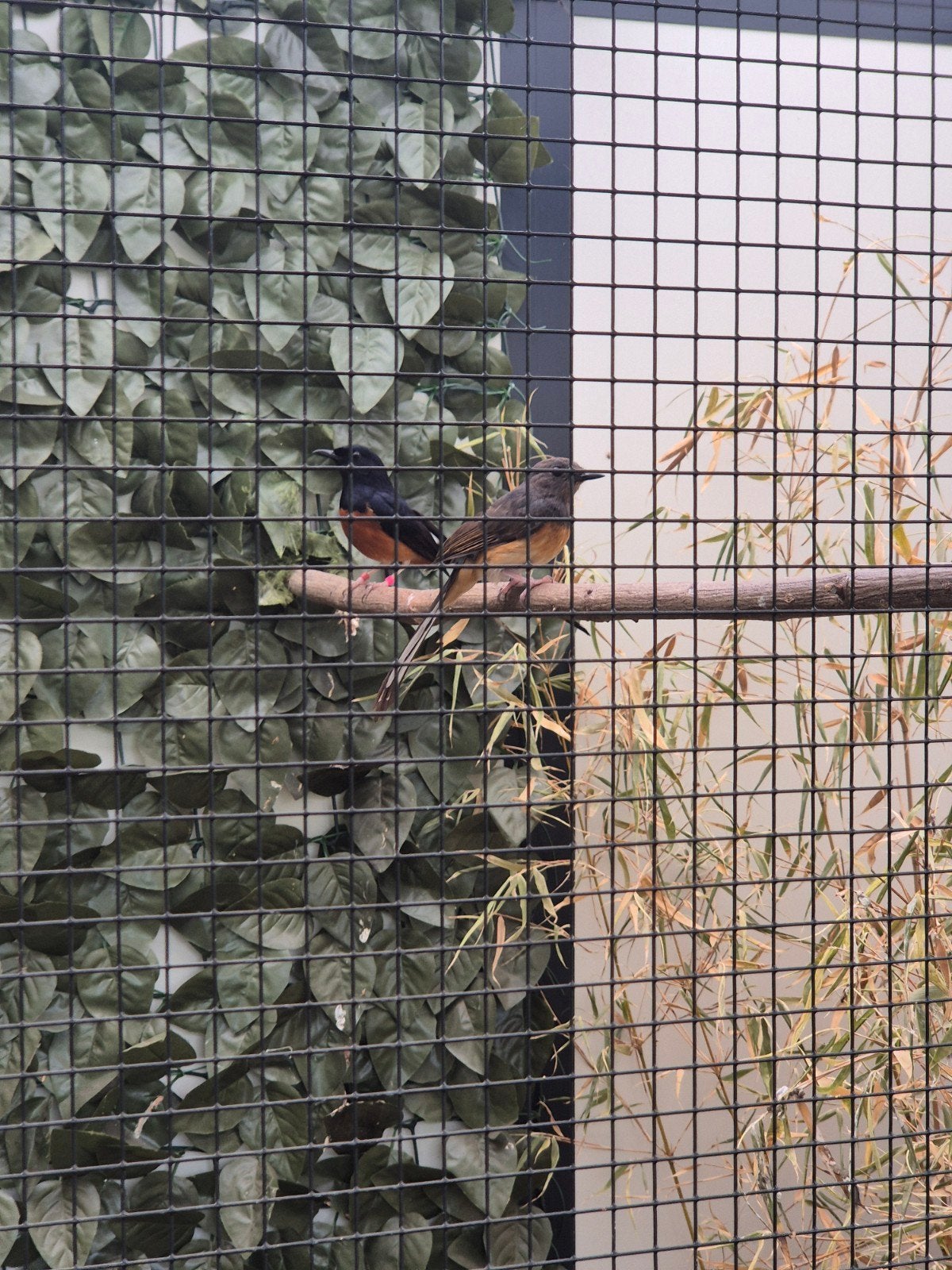 2 x schamalijster koppel, Meerdere dieren