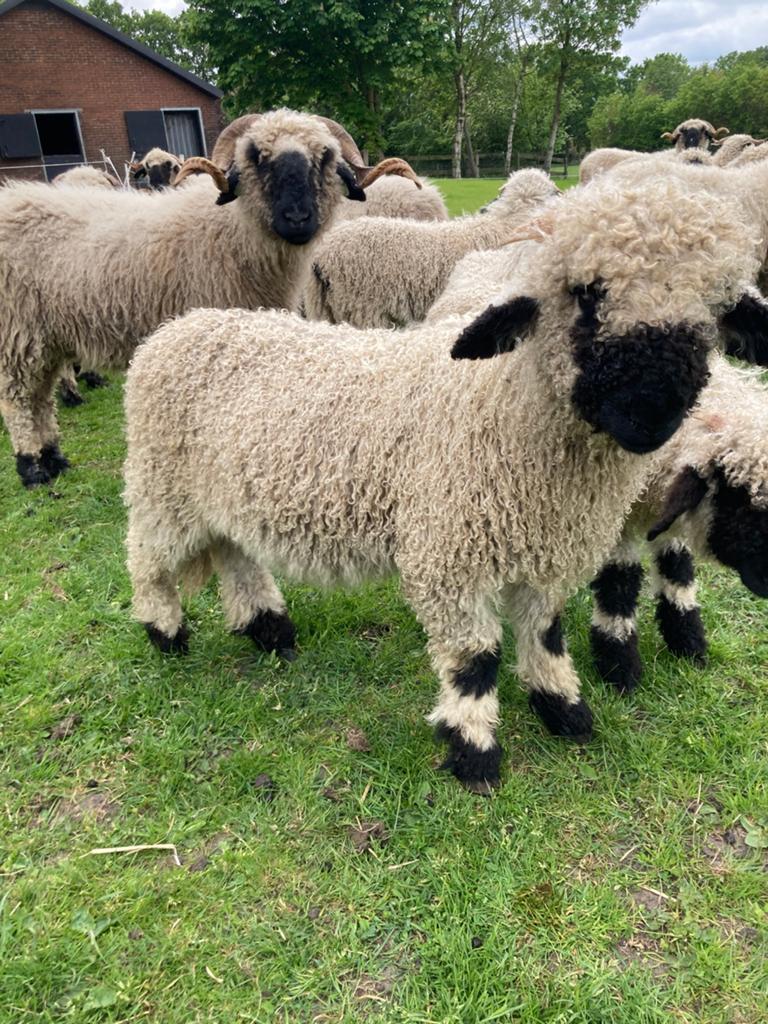 Walliser Schwarznase rammen, Mannelijk, Schaap, 0 tot 2 jaar