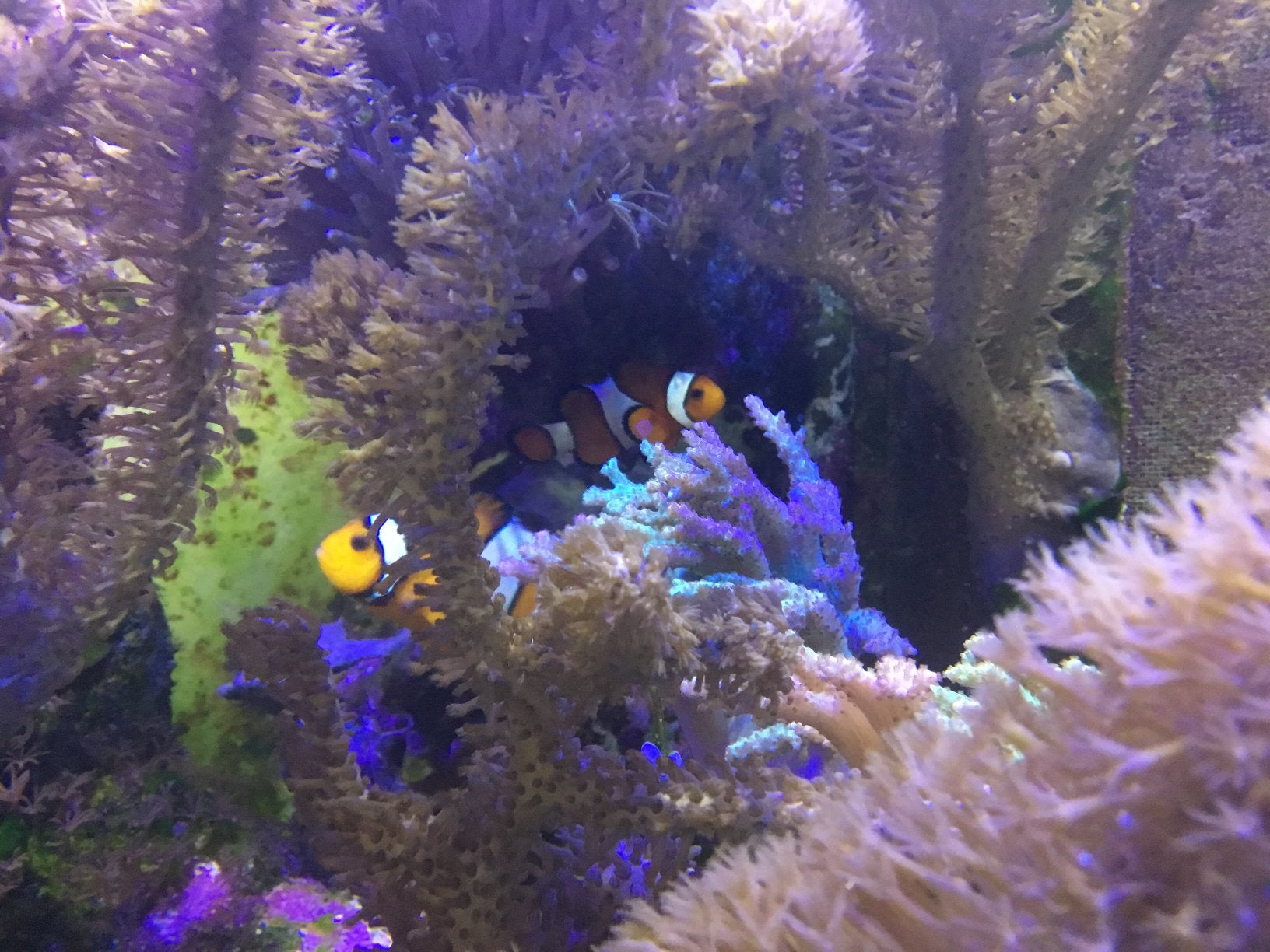 Amphiprion ocellaris paar, anemoonvis, clownvis, nemo, Dieren en Toebehoren, Vis, Zoutwatervis