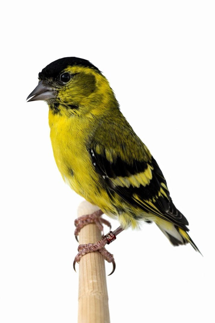 Sijs man tsjechisch geel, Dieren en Toebehoren, Vogels | Overige Vogels, Mannelijk